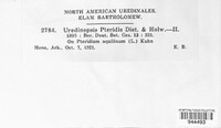 Uredinopsis pteridis image